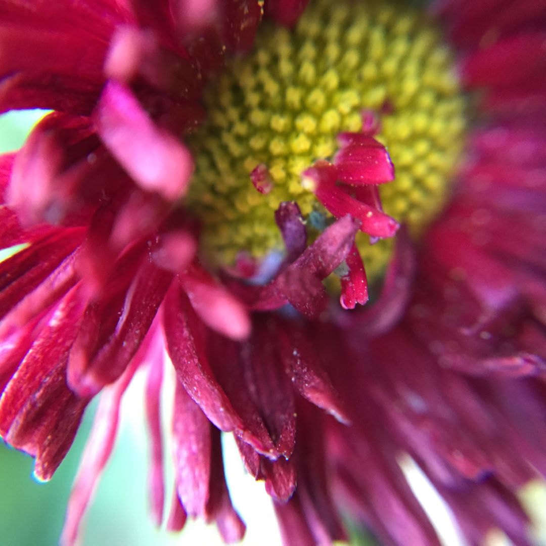 Customised flower arrangements